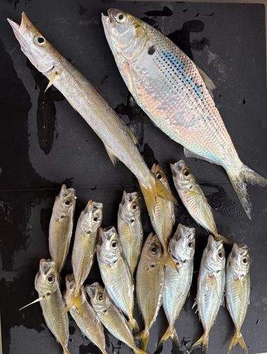 コノシロの釣果