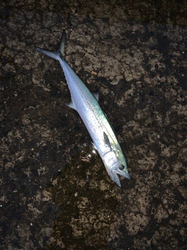サゴシの釣果