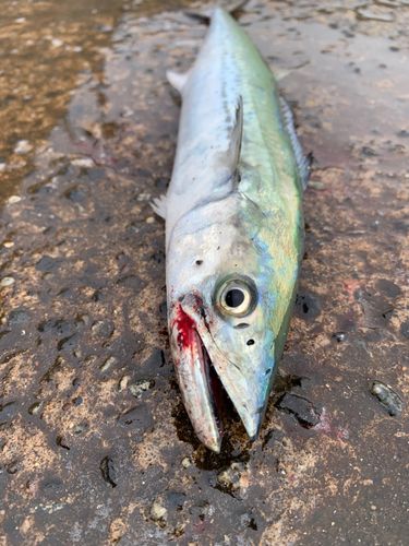 サゴシの釣果