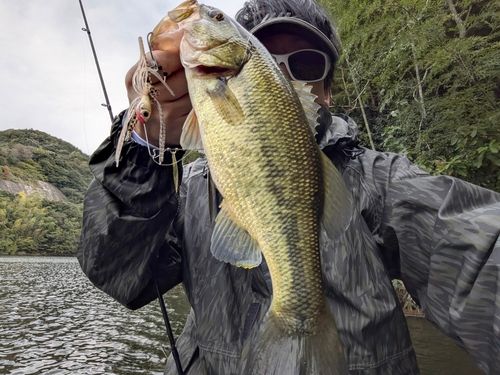 ブラックバスの釣果