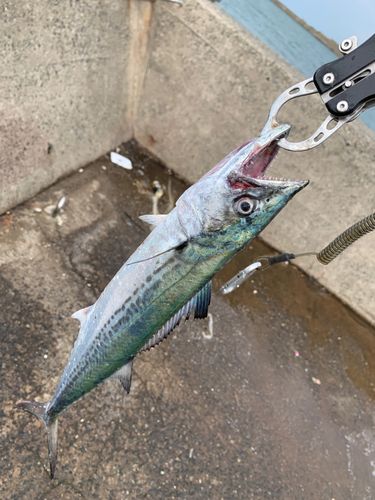 サゴシの釣果
