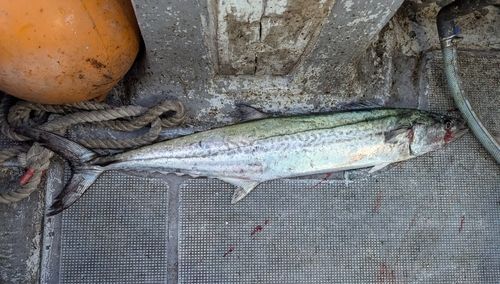 サワラの釣果