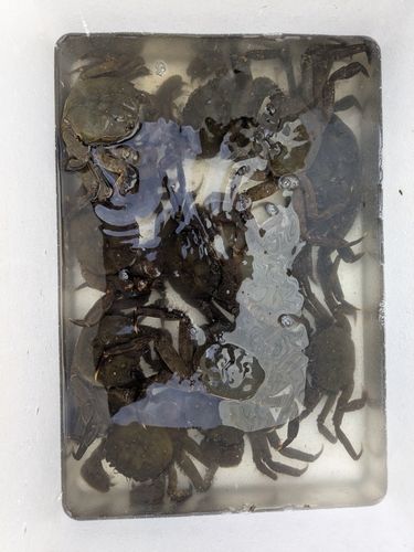 モクズガニの釣果