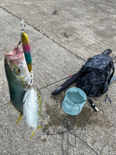 イナダの釣果