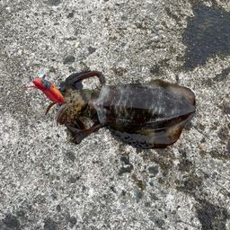 アオリイカ