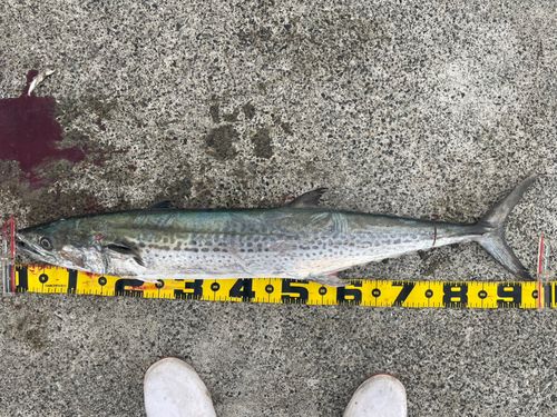 サワラの釣果