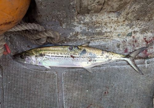 サゴシの釣果
