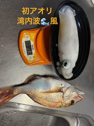 アオリイカの釣果