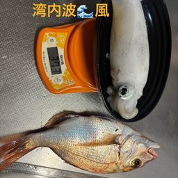 アオリイカ