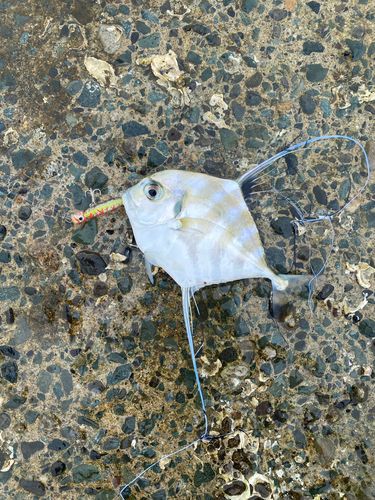 ショゴの釣果