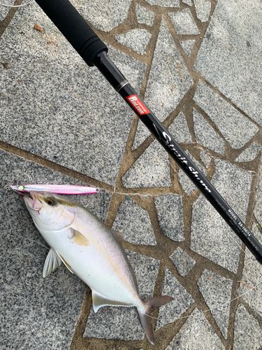 シオの釣果