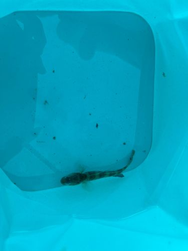イトヒキハゼの釣果
