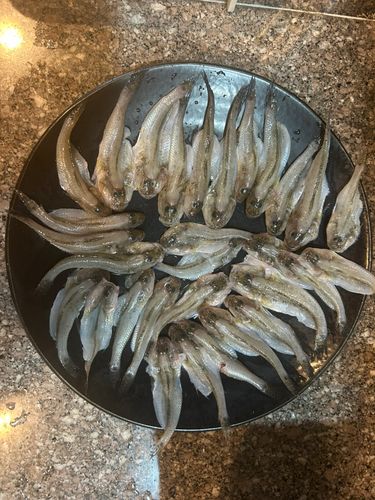 ハゼの釣果