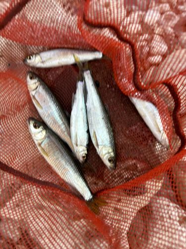 オイカワの釣果
