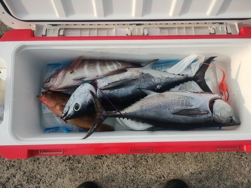 コシナガマグロの釣果
