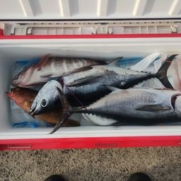 コシナガマグロ