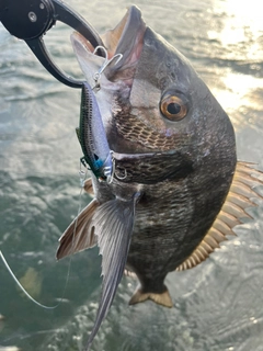 チヌの釣果