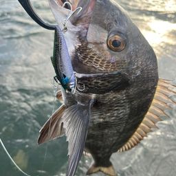 チヌ