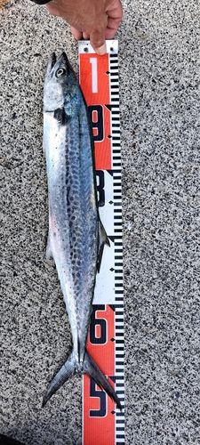 サゴシの釣果