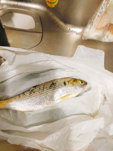 コノシロの釣果