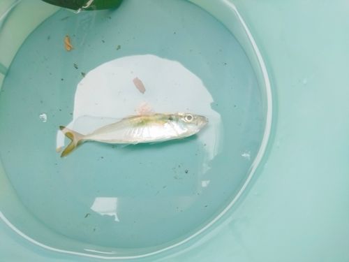 磯子海づり施設