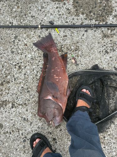 コブダイの釣果