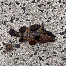 タケノコメバル