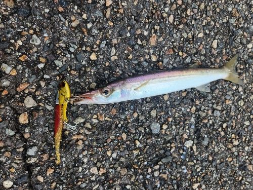 カマスの釣果