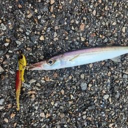 カマス