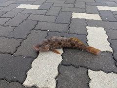 アイナメの釣果