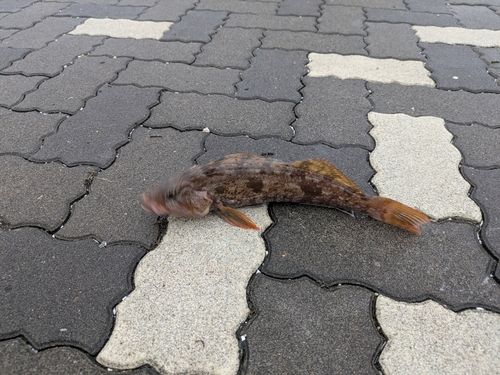 アイナメの釣果
