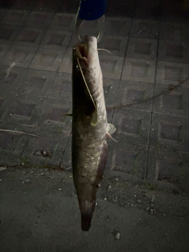ナマズの釣果
