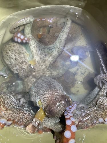 マダコの釣果