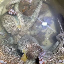 マダコ