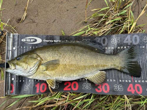スモールマウスバスの釣果