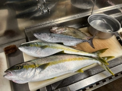 ハガツオの釣果