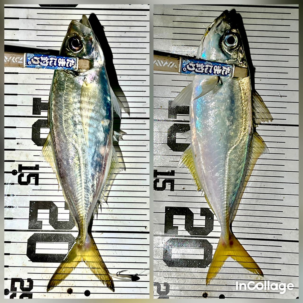 あ　さん、専用　Daiwa月下美人メバルモデル　74UL-S c8fc3d26-46f6-467f-8ff3-