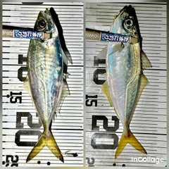 マアジの釣果