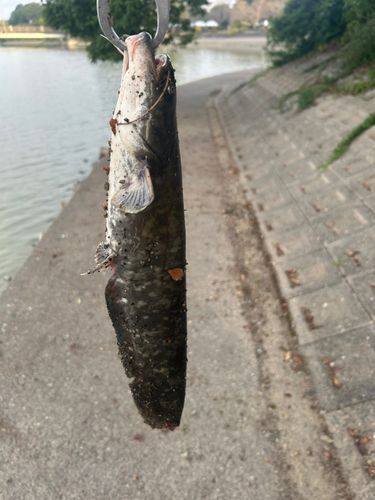 ナマズの釣果