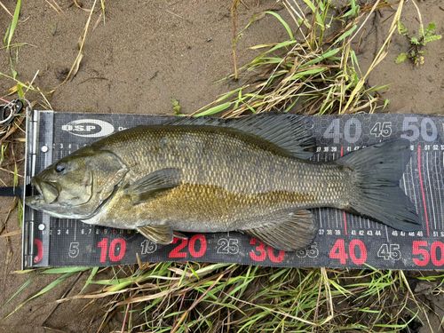 スモールマウスバスの釣果