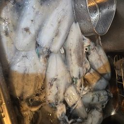 アオリイカ