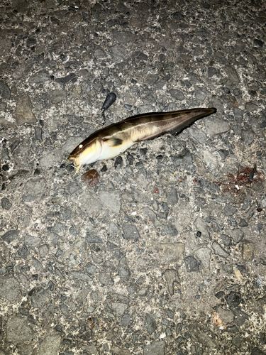 ゴンズイの釣果