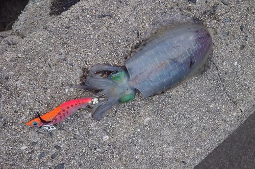 アオリイカの釣果
