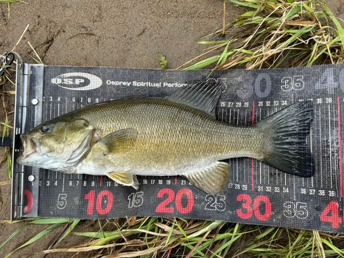 スモールマウスバスの釣果