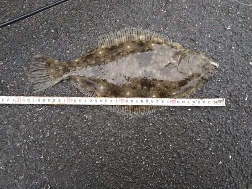 ヒラメの釣果