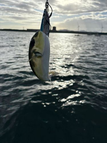 シロサバフグの釣果