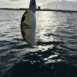 シロサバフグ