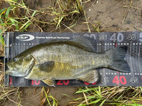 スモールマウスバスの釣果