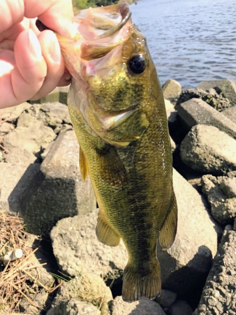 ラージマウスバス