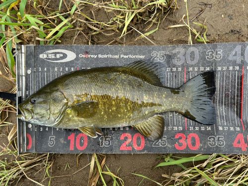 スモールマウスバスの釣果
